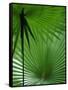 Tropical Grasses, Nadi, Viti Levu-Walter Bibikow-Framed Stretched Canvas