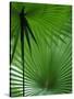 Tropical Grasses, Nadi, Viti Levu-Walter Bibikow-Stretched Canvas