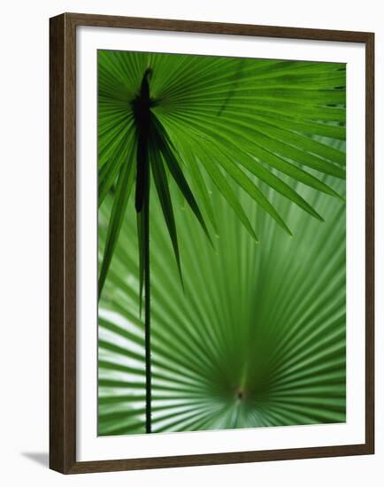 Tropical Grasses, Nadi, Viti Levu-Walter Bibikow-Framed Premium Photographic Print
