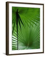 Tropical Grasses, Nadi, Viti Levu-Walter Bibikow-Framed Premium Photographic Print