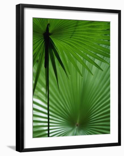 Tropical Grasses, Nadi, Viti Levu-Walter Bibikow-Framed Premium Photographic Print