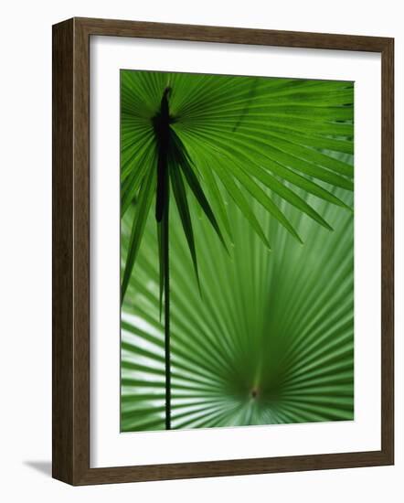 Tropical Grasses, Nadi, Viti Levu-Walter Bibikow-Framed Photographic Print