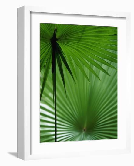 Tropical Grasses, Nadi, Viti Levu-Walter Bibikow-Framed Photographic Print