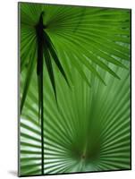 Tropical Grasses, Nadi, Viti Levu-Walter Bibikow-Mounted Photographic Print