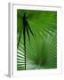 Tropical Grasses, Nadi, Viti Levu-Walter Bibikow-Framed Photographic Print