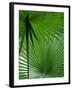 Tropical Grasses, Nadi, Viti Levu-Walter Bibikow-Framed Photographic Print