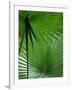 Tropical Grasses, Nadi, Viti Levu-Walter Bibikow-Framed Photographic Print