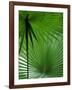 Tropical Grasses, Nadi, Viti Levu-Walter Bibikow-Framed Photographic Print