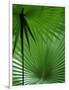 Tropical Grasses, Nadi, Viti Levu-Walter Bibikow-Framed Photographic Print