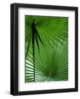 Tropical Grasses, Nadi, Viti Levu-Walter Bibikow-Framed Premium Photographic Print