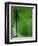 Tropical Grasses, Nadi, Viti Levu-Walter Bibikow-Framed Premium Photographic Print