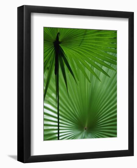 Tropical Grasses, Nadi, Viti Levu-Walter Bibikow-Framed Premium Photographic Print