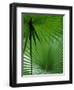 Tropical Grasses, Nadi, Viti Levu-Walter Bibikow-Framed Premium Photographic Print