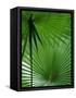 Tropical Grasses, Nadi, Viti Levu-Walter Bibikow-Framed Stretched Canvas