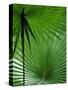 Tropical Grasses, Nadi, Viti Levu-Walter Bibikow-Stretched Canvas