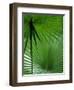 Tropical Grasses, Nadi, Viti Levu-Walter Bibikow-Framed Photographic Print