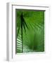 Tropical Grasses, Nadi, Viti Levu-Walter Bibikow-Framed Photographic Print