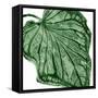 Tropical Green Palm III-Melonie Miller-Framed Stretched Canvas