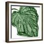 Tropical Green Palm III-Melonie Miller-Framed Art Print