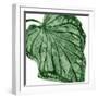 Tropical Green Palm III-Melonie Miller-Framed Art Print