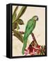 Tropical Green-Colleen Sarah-Framed Stretched Canvas