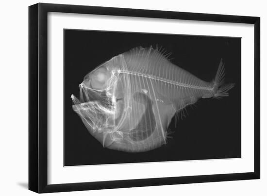 Tropical Hatchetfish-Sandra J. Raredon-Framed Art Print