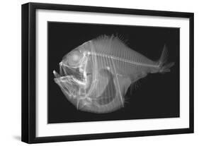 Tropical Hatchetfish-Sandra J. Raredon-Framed Art Print