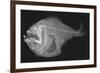 Tropical Hatchetfish-Sandra J. Raredon-Framed Premium Giclee Print