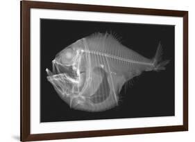 Tropical Hatchetfish-Sandra J. Raredon-Framed Premium Giclee Print