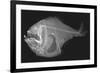 Tropical Hatchetfish-Sandra J. Raredon-Framed Premium Giclee Print