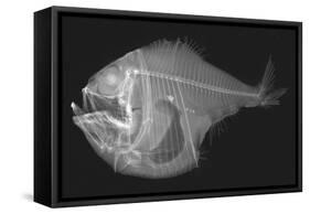 Tropical Hatchetfish-Sandra J. Raredon-Framed Stretched Canvas