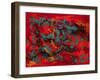 Tropical Haze VII-Hilary Winfield-Framed Giclee Print