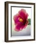 Tropical hibiscus flower, Maui, Hawaii.-Darrell Gulin-Framed Photographic Print