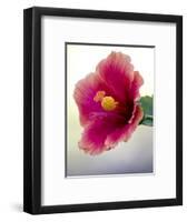 Tropical hibiscus flower, Maui, Hawaii.-Darrell Gulin-Framed Photographic Print