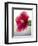 Tropical hibiscus flower, Maui, Hawaii.-Darrell Gulin-Framed Photographic Print