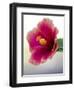 Tropical hibiscus flower, Maui, Hawaii.-Darrell Gulin-Framed Photographic Print