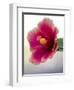 Tropical hibiscus flower, Maui, Hawaii.-Darrell Gulin-Framed Photographic Print