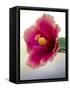 Tropical hibiscus flower, Maui, Hawaii.-Darrell Gulin-Framed Stretched Canvas