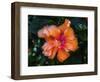 Tropical hibiscus flowers, Florida. Tropical hibiscus has many varieties.-William Perry-Framed Photographic Print