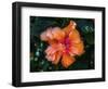 Tropical hibiscus flowers, Florida. Tropical hibiscus has many varieties.-William Perry-Framed Photographic Print