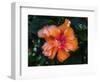 Tropical hibiscus flowers, Florida. Tropical hibiscus has many varieties.-William Perry-Framed Photographic Print