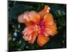 Tropical hibiscus flowers, Florida. Tropical hibiscus has many varieties.-William Perry-Mounted Photographic Print