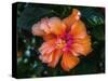 Tropical hibiscus flowers, Florida. Tropical hibiscus has many varieties.-William Perry-Stretched Canvas