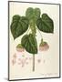 Tropical Hydrangea or Pink-Ball (Dombeya Wallichii)-null-Mounted Giclee Print
