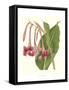 Tropical Indian Reed-Samuel Curtis-Framed Stretched Canvas