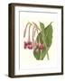 Tropical Indian Reed-Samuel Curtis-Framed Art Print