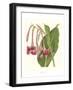 Tropical Indian Reed-Samuel Curtis-Framed Art Print