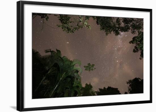 Tropical jungle foliage in Sao Paulos Ubatuba region at night-Alex Saberi-Framed Photographic Print