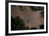 Tropical jungle foliage in Sao Paulos Ubatuba region at night-Alex Saberi-Framed Photographic Print