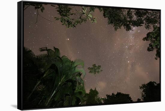 Tropical jungle foliage in Sao Paulos Ubatuba region at night-Alex Saberi-Framed Stretched Canvas